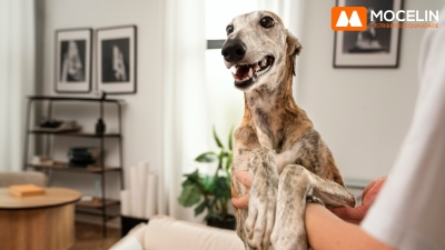 Cinco Dicas para uma Convivência Harmoniosa com seu Cachorro em Apartamento