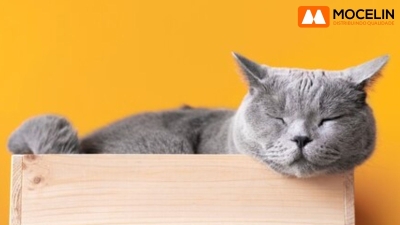 Celebre com Carinho: Dia Mundial do Gato - Mimos e Cuidados Especiais