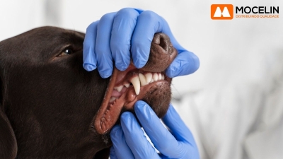 Cuide do Sorriso do Seu Melhor Amigo: Saúde Bucal em Pets
