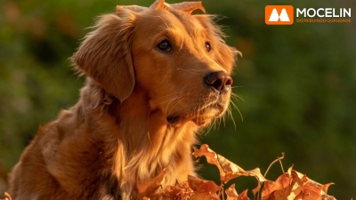 Transição de Verão para Outono: Cuidados com a Pele e Pelagem dos Pets