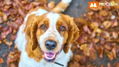 Alérgenos do Outono: Proteja Seus Pets