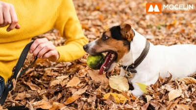 Exercícios Adequados para Pets no Outono: Mantendo-os Ativos e Saudáveis