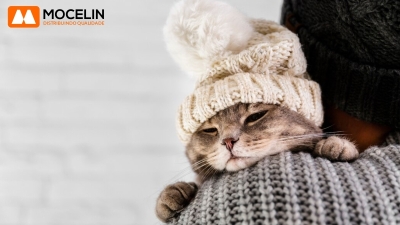 Precauções no inverno: Garanta a segurança e o bem-estar do seu pet!